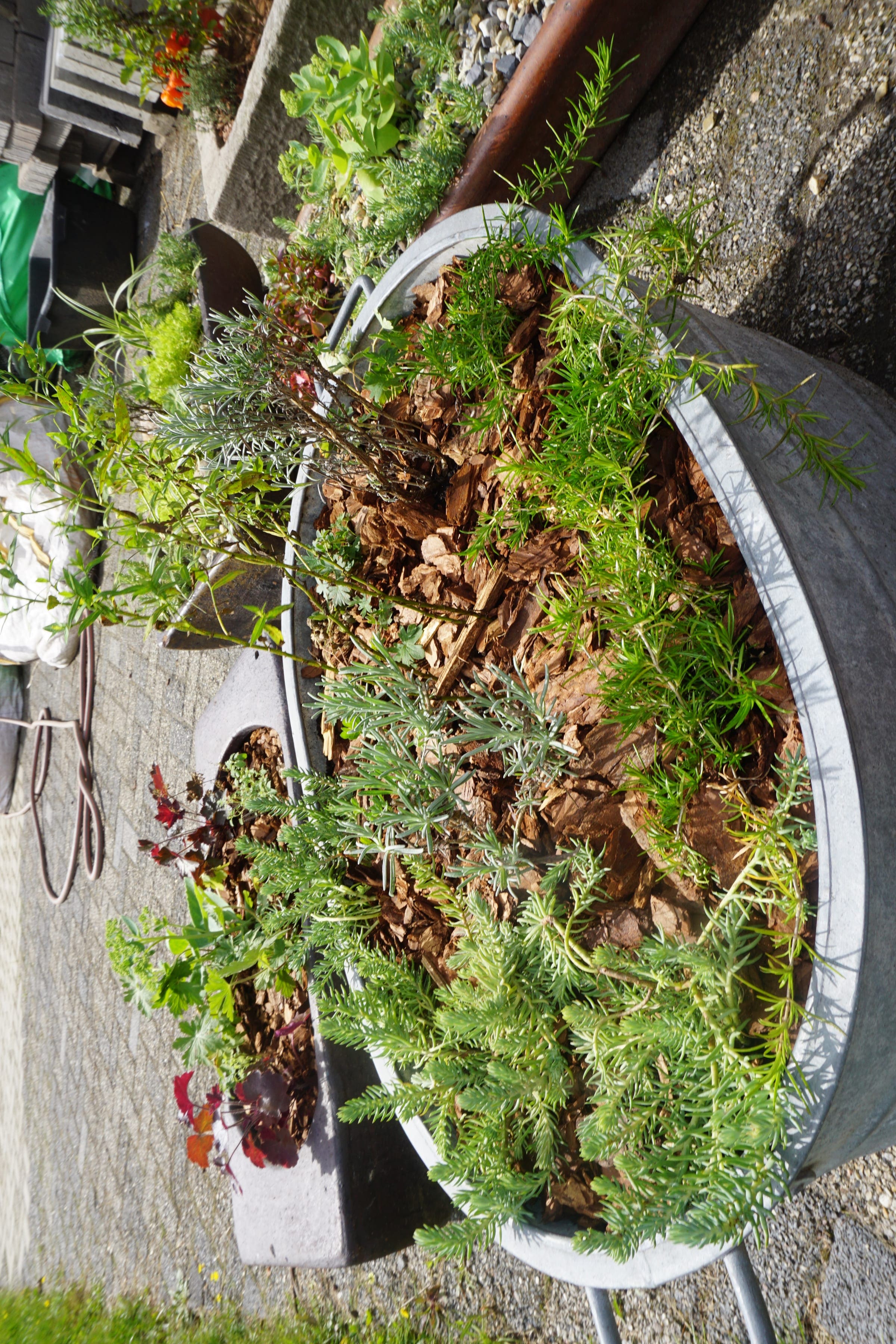 Runder Metalltrog mit Sedum und Stauden auf einer Pflasterfläche