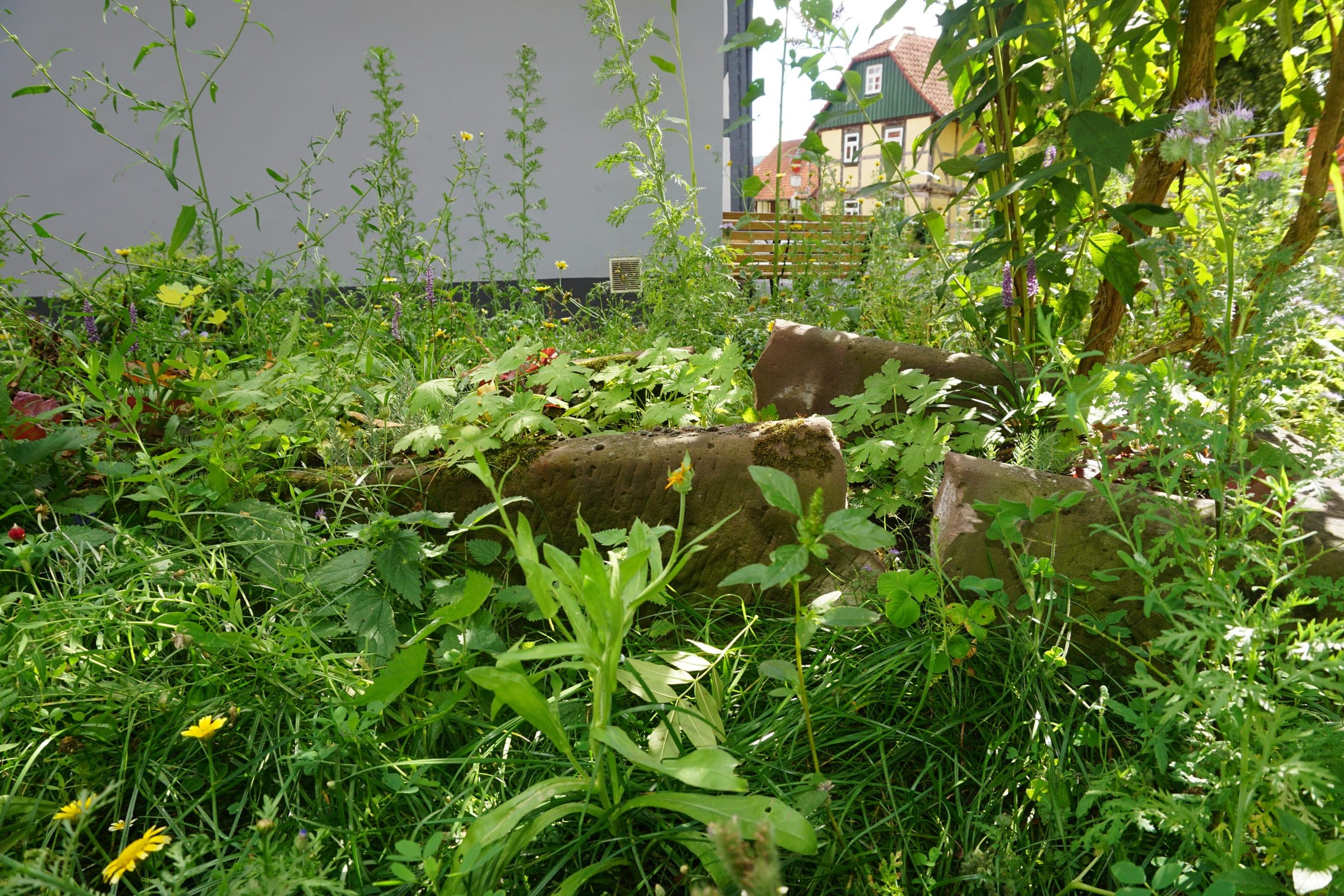 Naturnaher Garten mit Wildblumen und alten Steinen vor einem Fachwerkhaus